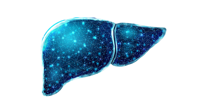 Liver (2)